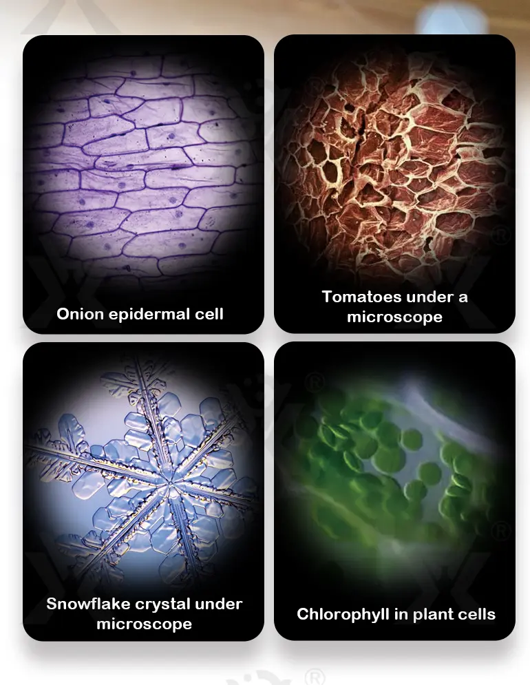 Optical Microscope Toy Set (TB-4062274) — illustrated product details, panel 10