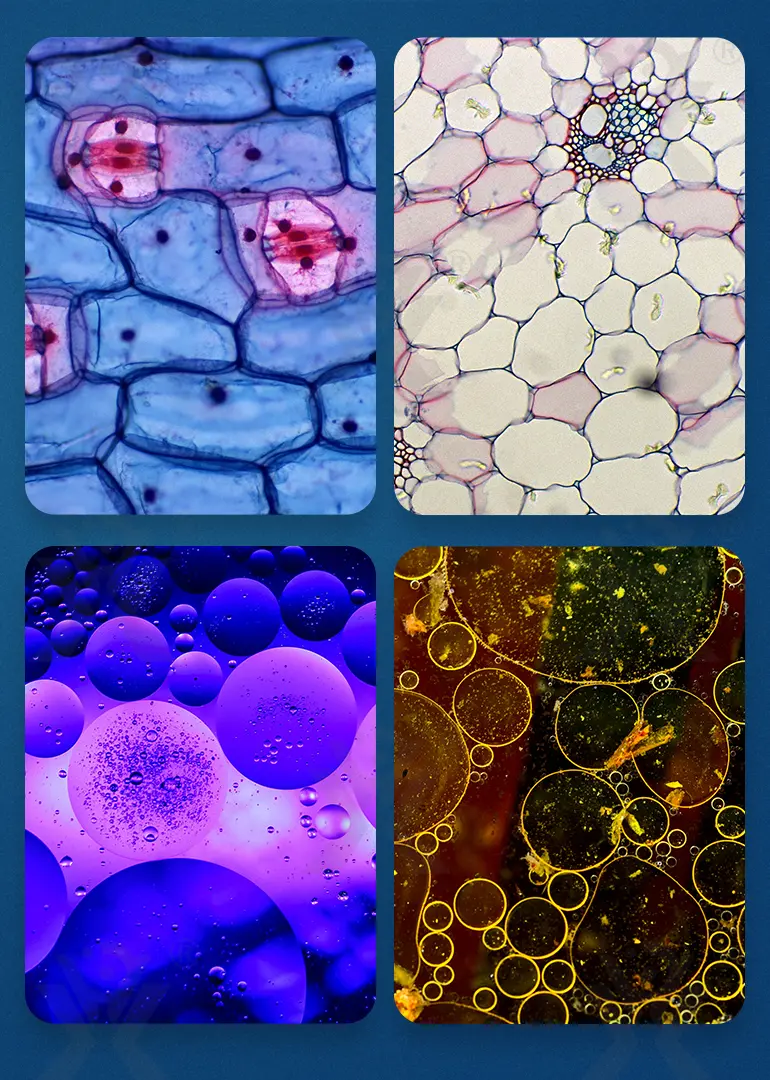 Optical Microscope Toy Set (TB-4062274) — illustrated product details, panel 8